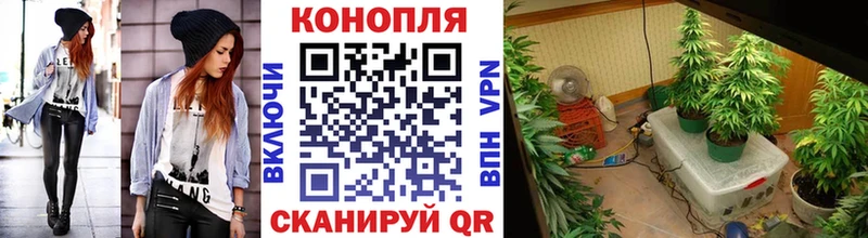 Бошки Шишки гибрид  Зима 